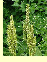 Чемерица (Veratrum) Чемерица (Veratrum)